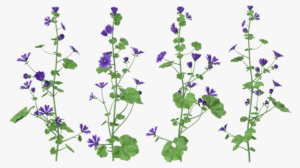 3D Malva Sylvestris