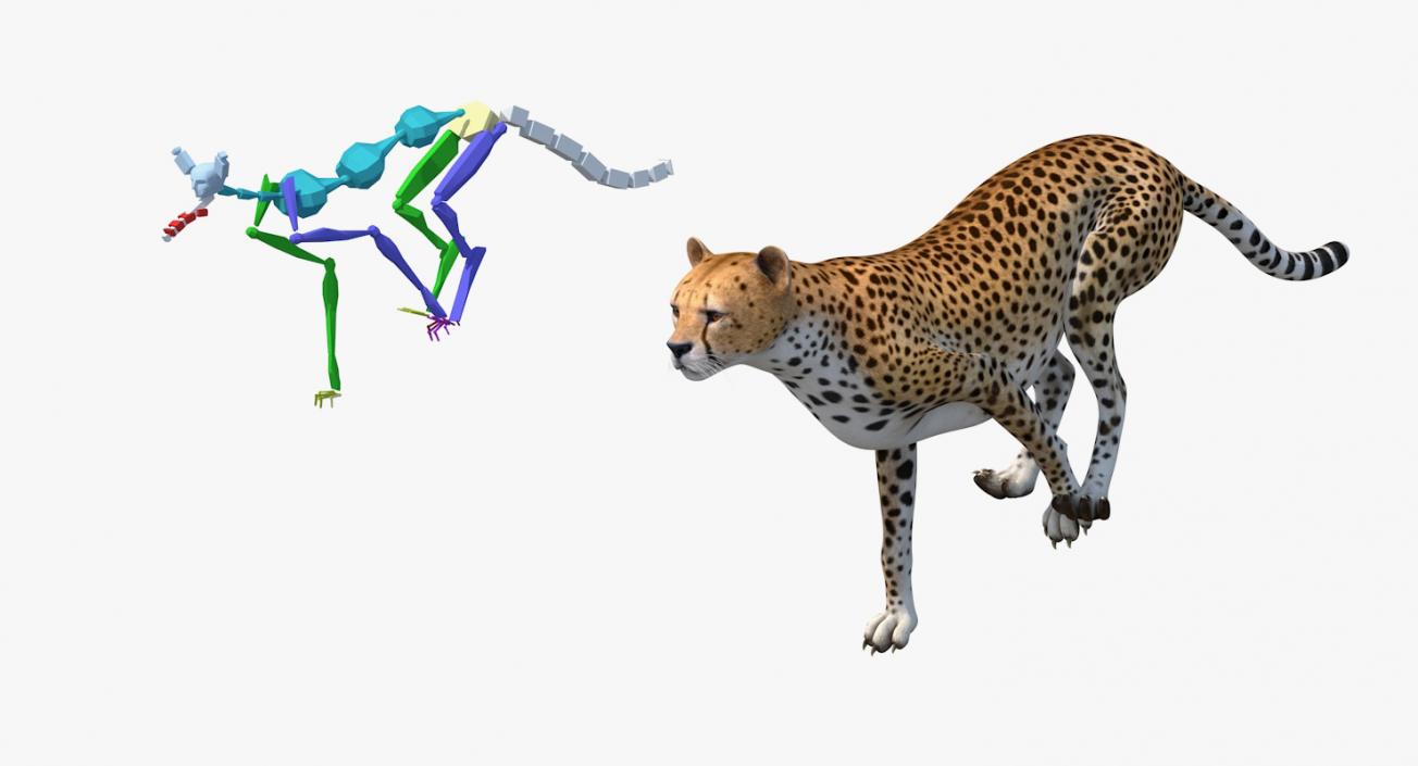 Cheetah Rigged 3D model