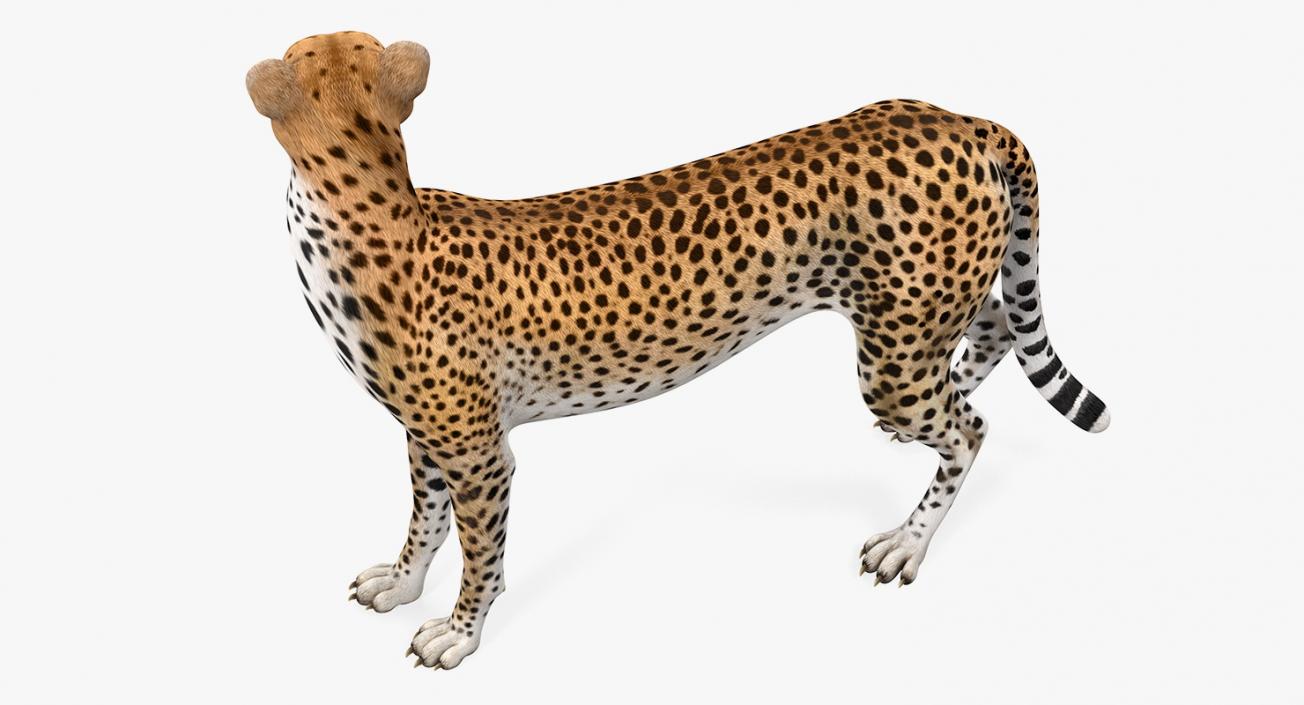 Cheetah Rigged 3D model