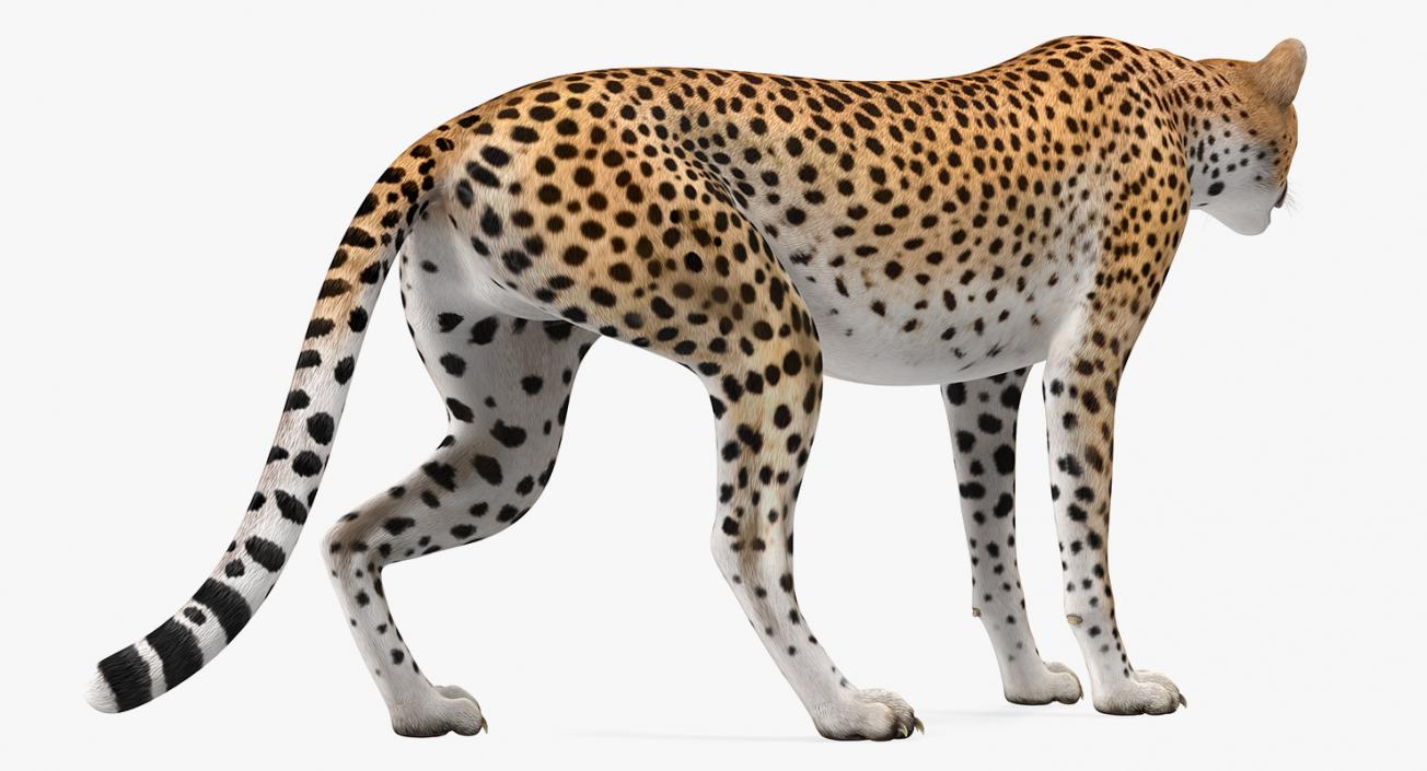 Cheetah Rigged 3D model