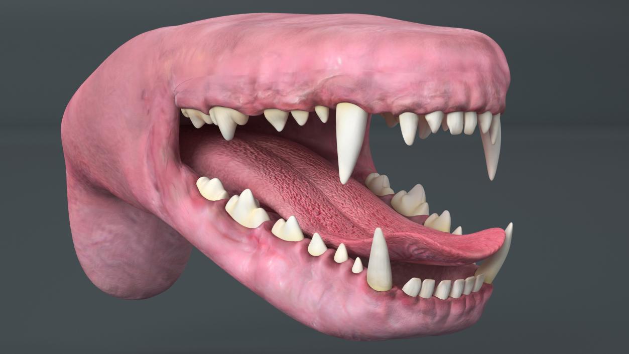 3D Dog Jaw Anatomic