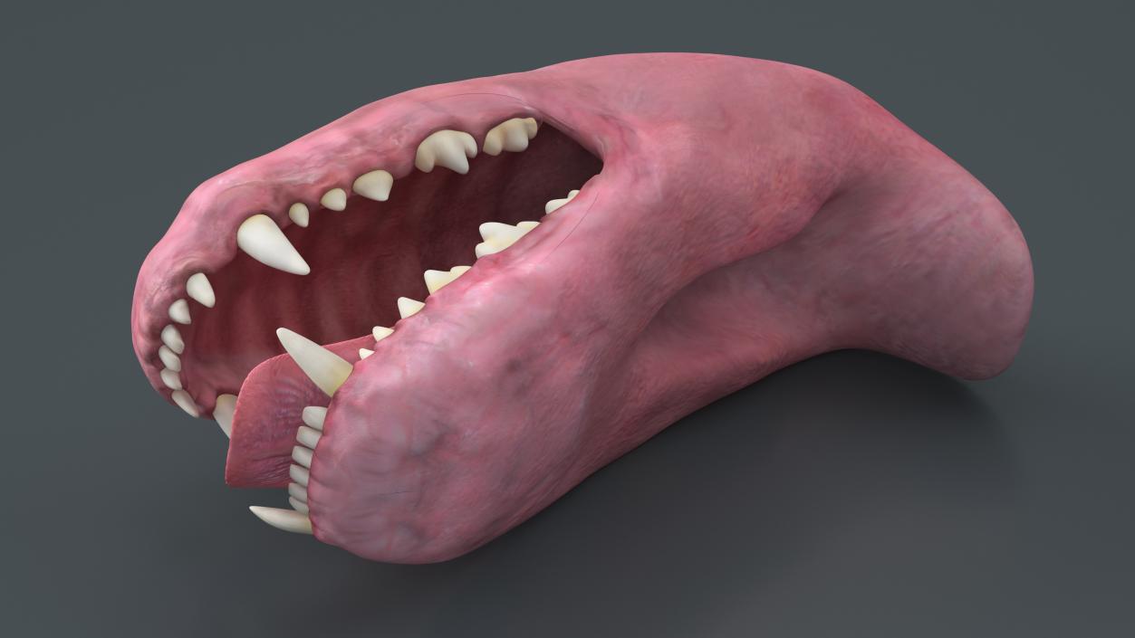 3D Dog Jaw Anatomic