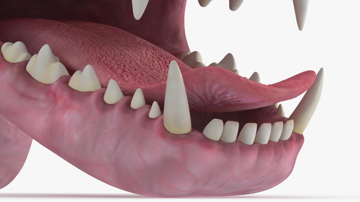 3D Dog Jaw Anatomic