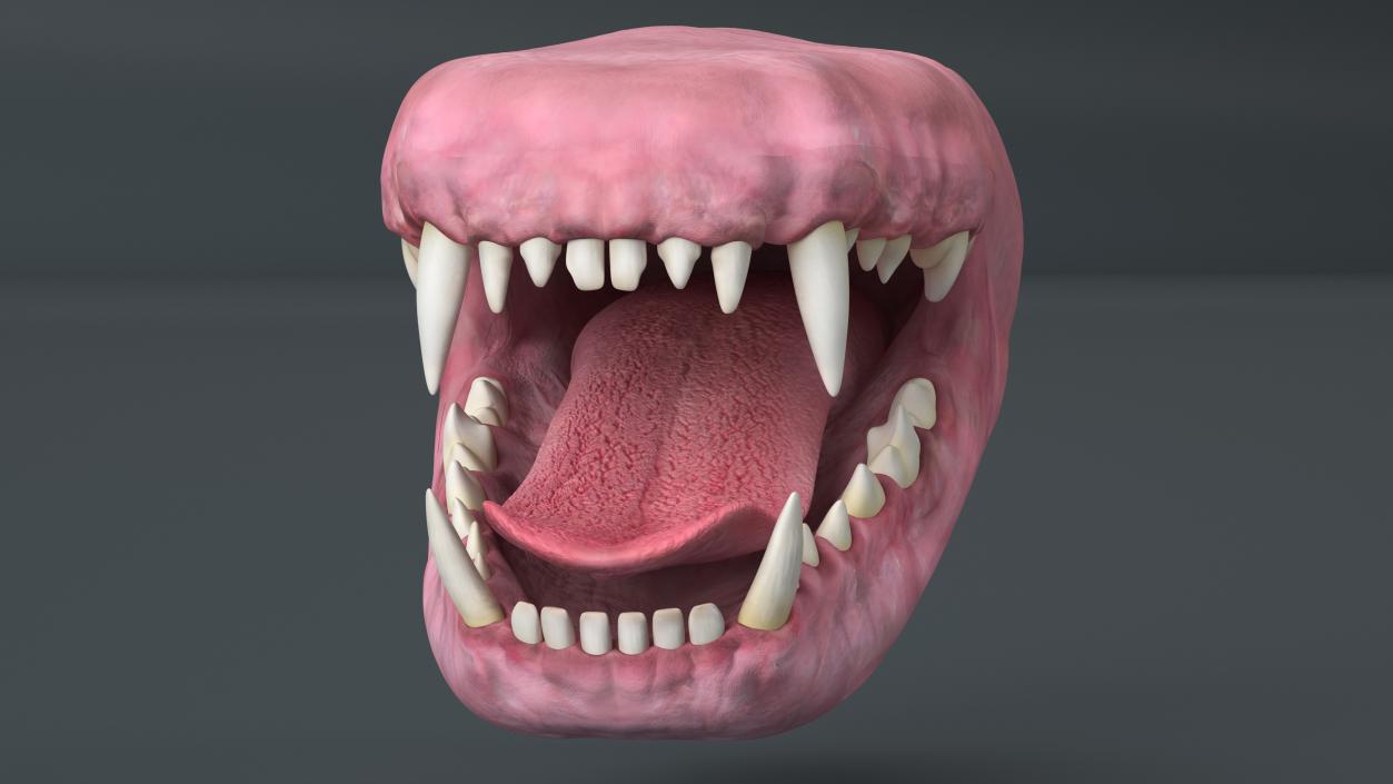 3D Dog Jaw Anatomic