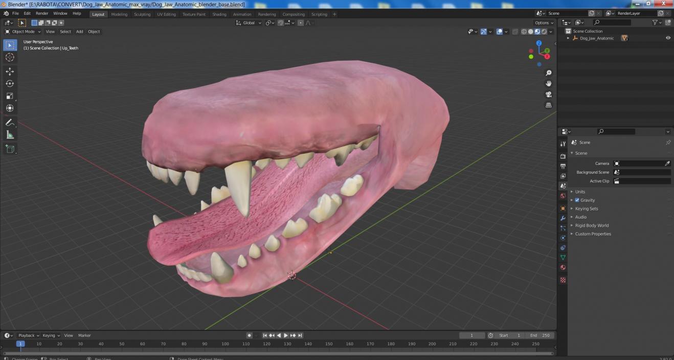 3D Dog Jaw Anatomic