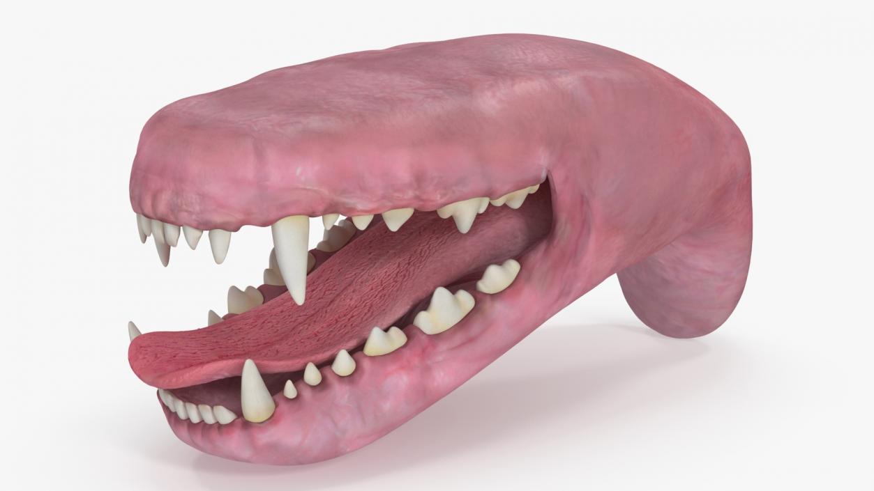 3D Dog Jaw Anatomic