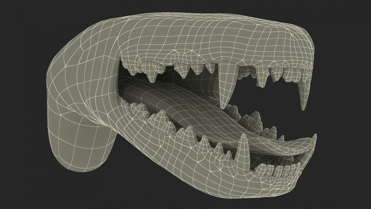 3D Dog Jaw Anatomic