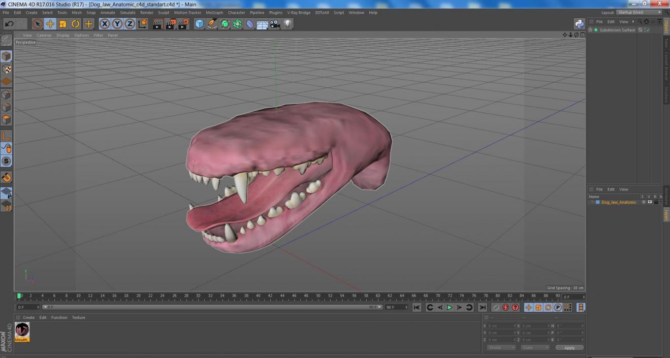 3D Dog Jaw Anatomic