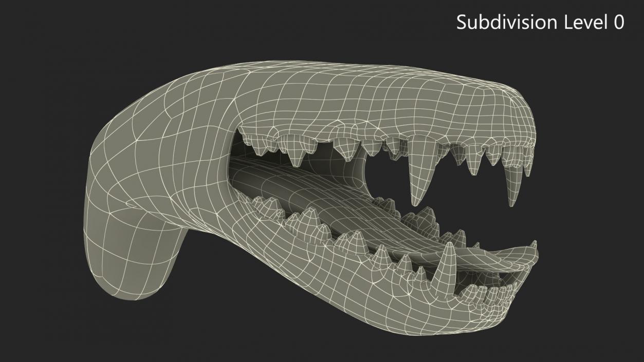 3D Dog Jaw Anatomic