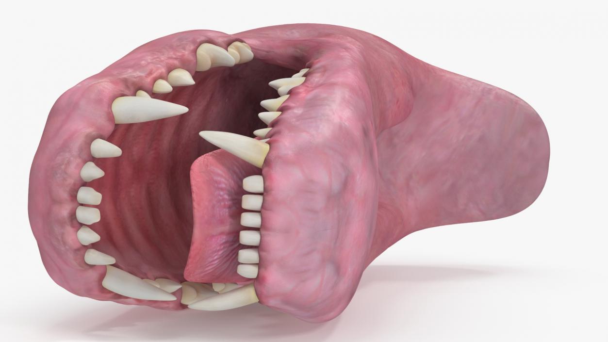 3D Dog Jaw Anatomic