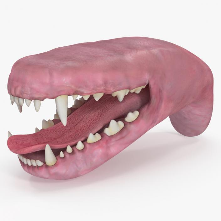 3D Dog Jaw Anatomic