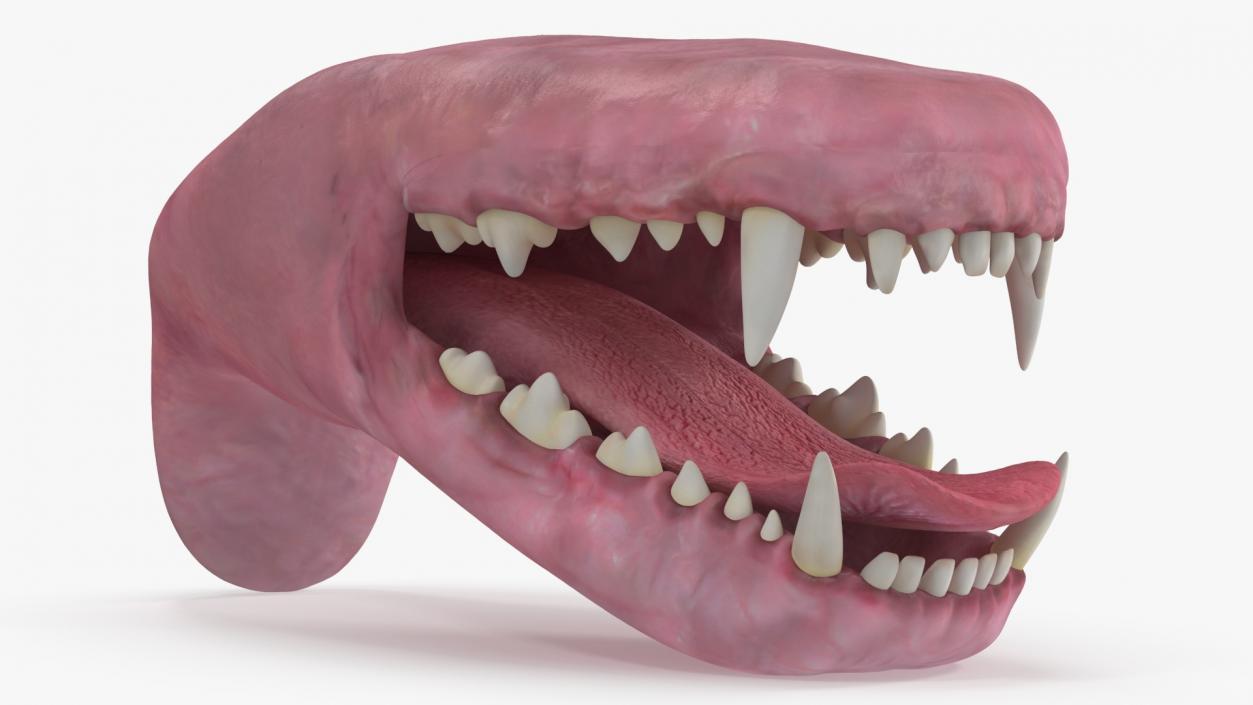 3D Dog Jaw Anatomic