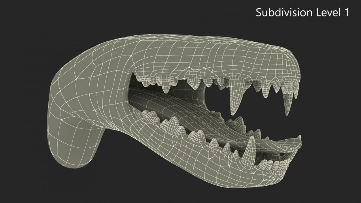 3D Dog Jaw Anatomic