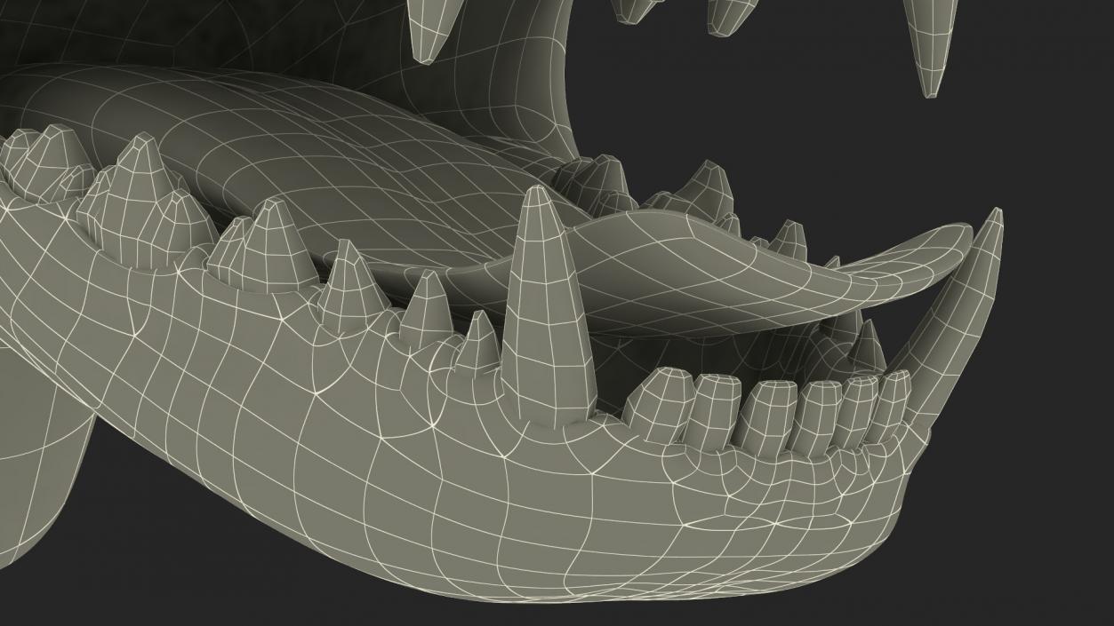 3D Dog Jaw Anatomic