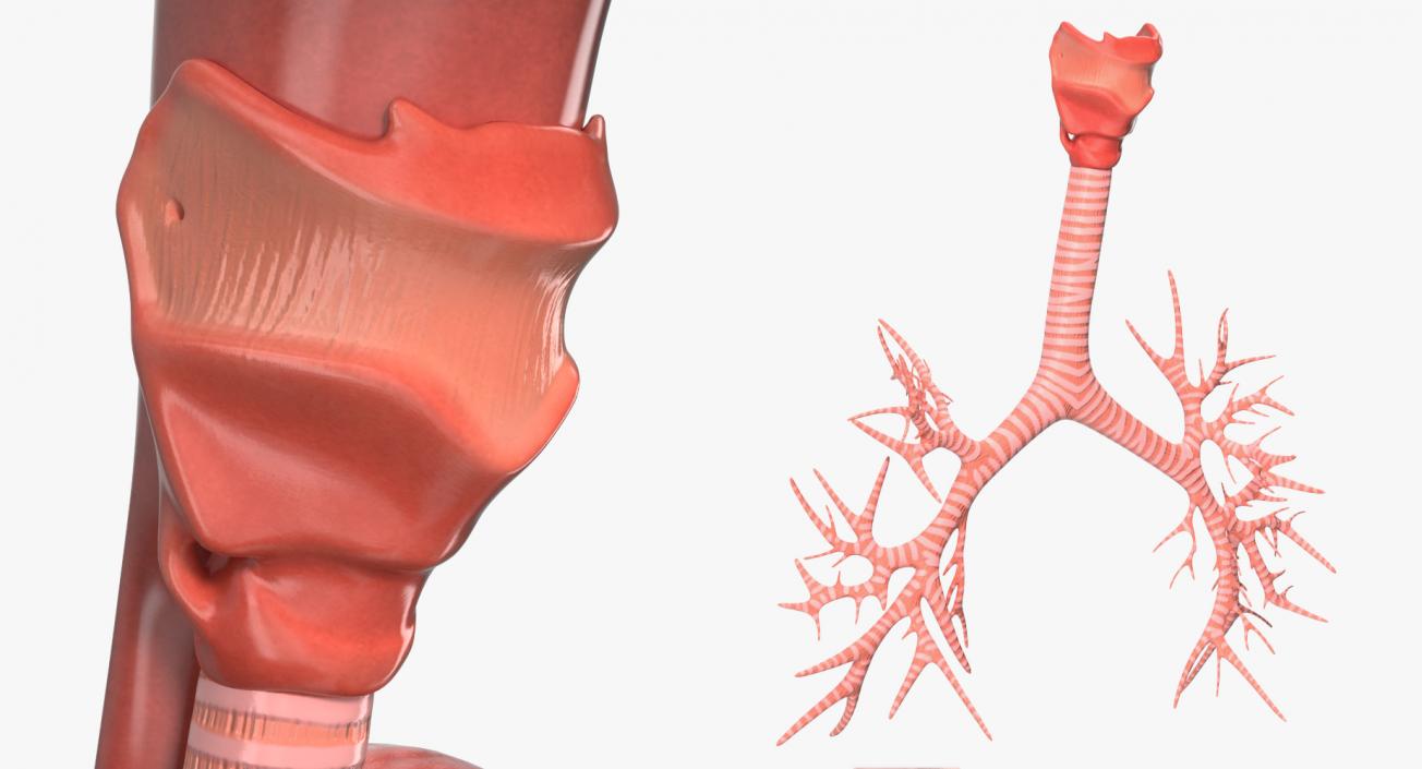 Human Respiratory System 3D model