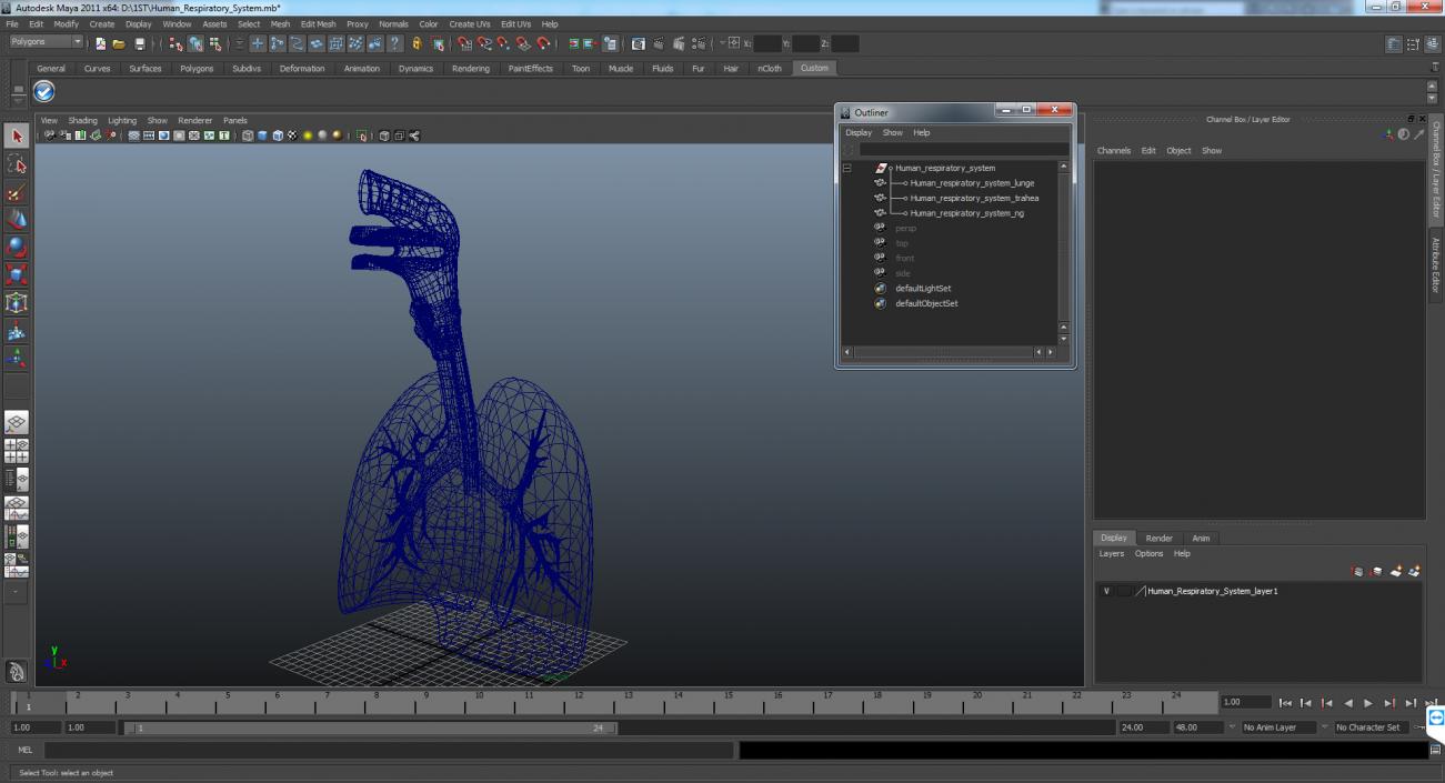 Human Respiratory System 3D model