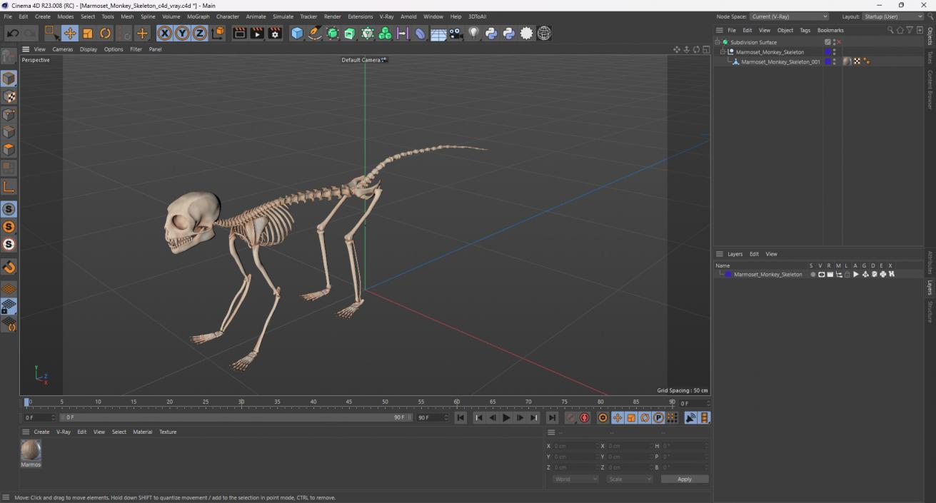 Marmoset Monkey Skeleton 3D model