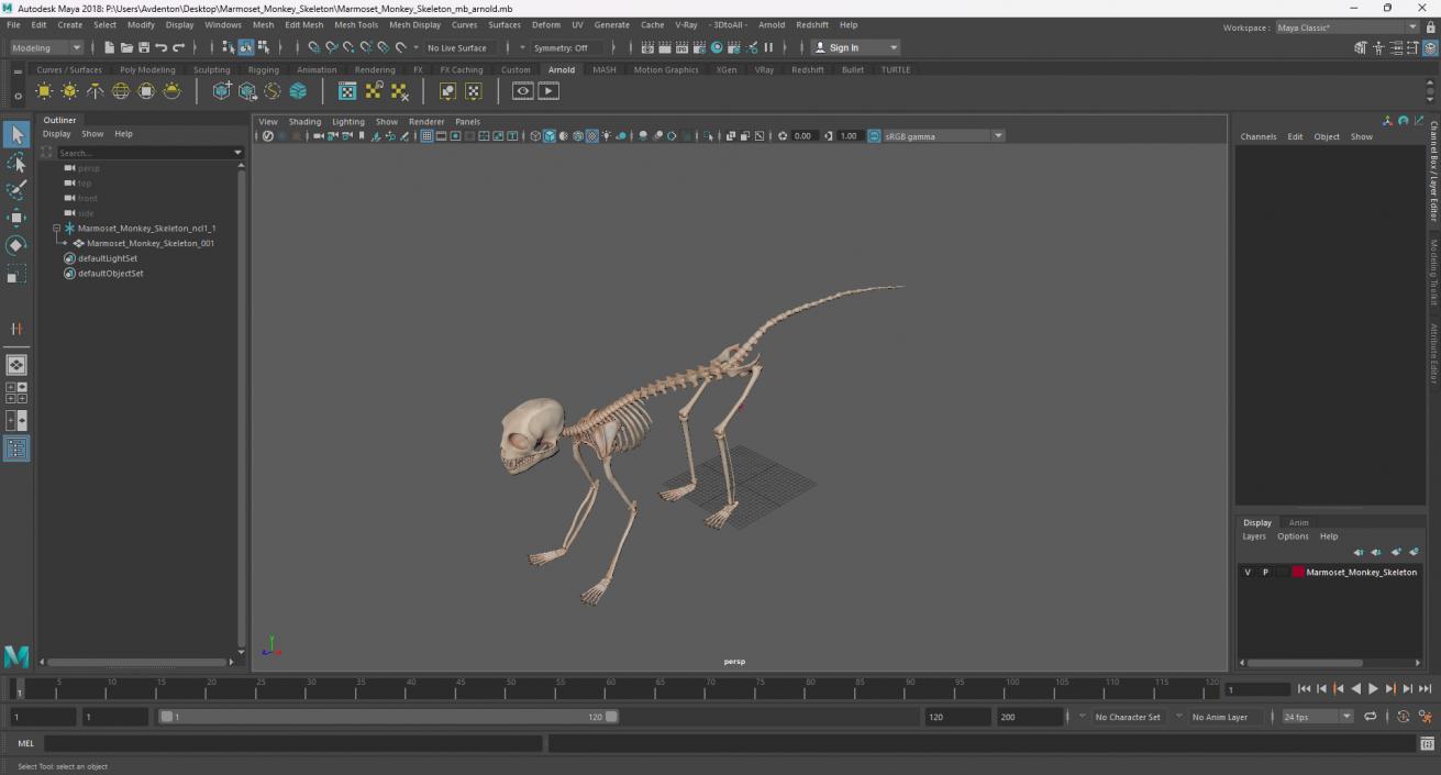 Marmoset Monkey Skeleton 3D model