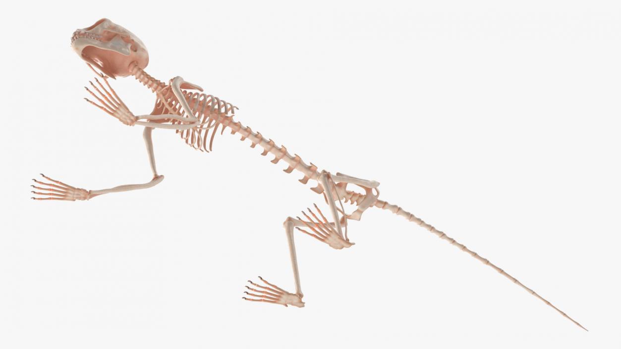 Marmoset Monkey Skeleton 3D model