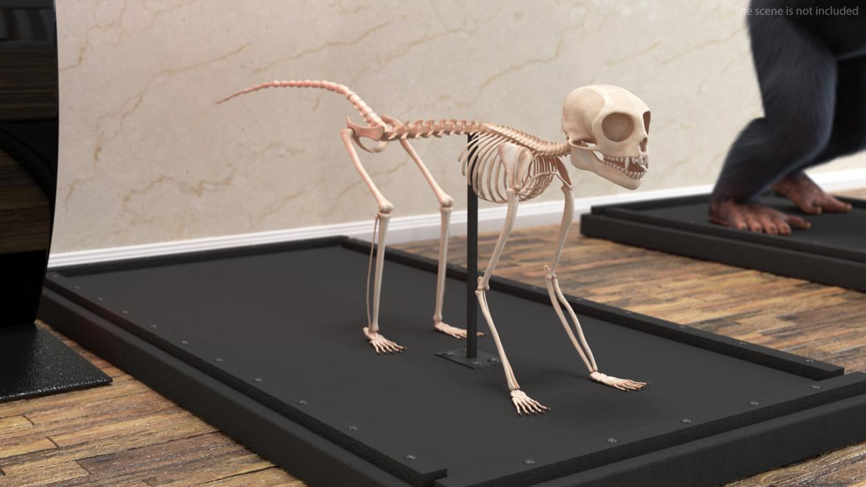 Marmoset Monkey Skeleton 3D model