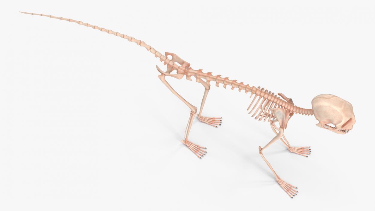 Marmoset Monkey Skeleton 3D model