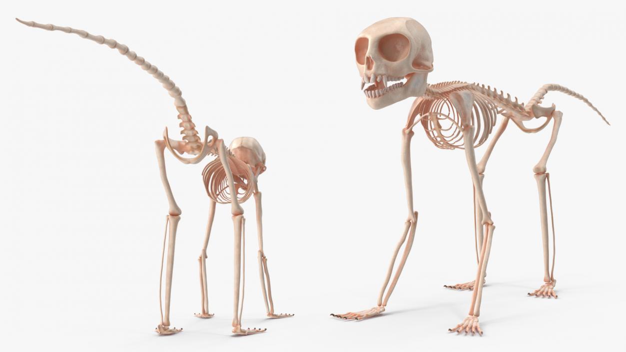 Marmoset Monkey Skeleton 3D model