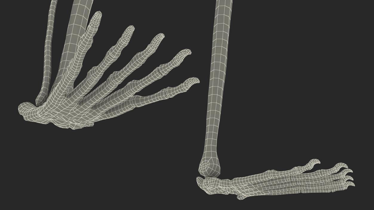 Marmoset Monkey Skeleton 3D model