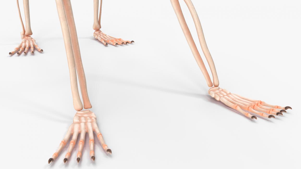 Marmoset Monkey Skeleton 3D model