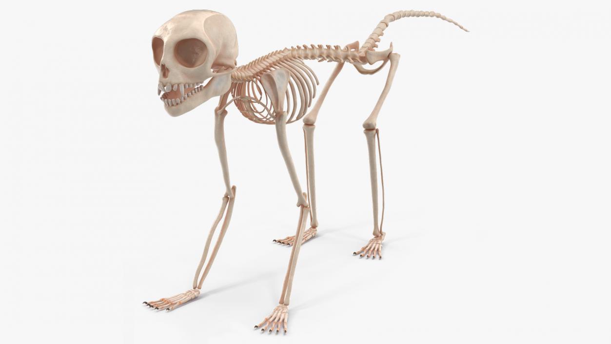 Marmoset Monkey Skeleton 3D model