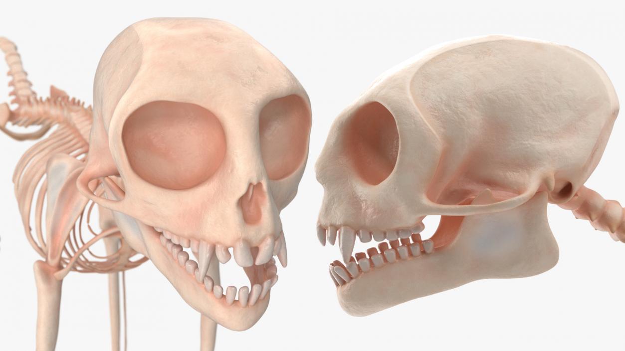 Marmoset Monkey Skeleton 3D model