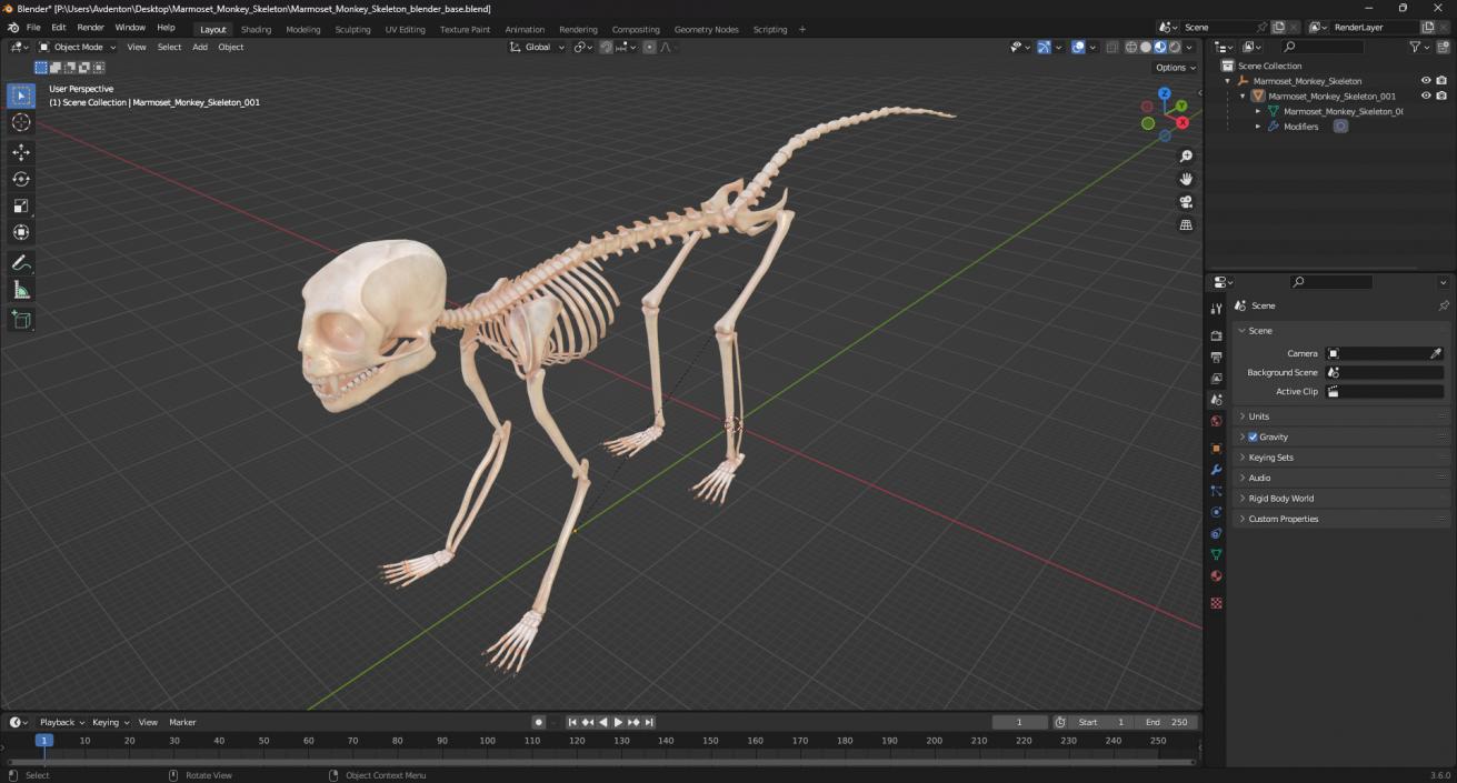 Marmoset Monkey Skeleton 3D model