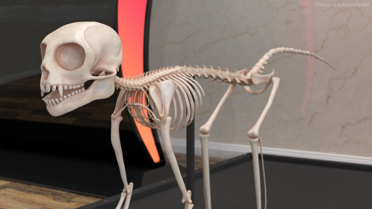 Marmoset Monkey Skeleton 3D model