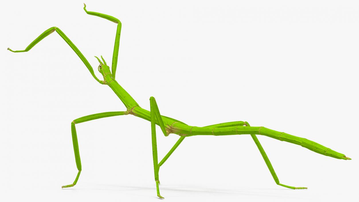 3D model Stick Insect Green Attack Pose