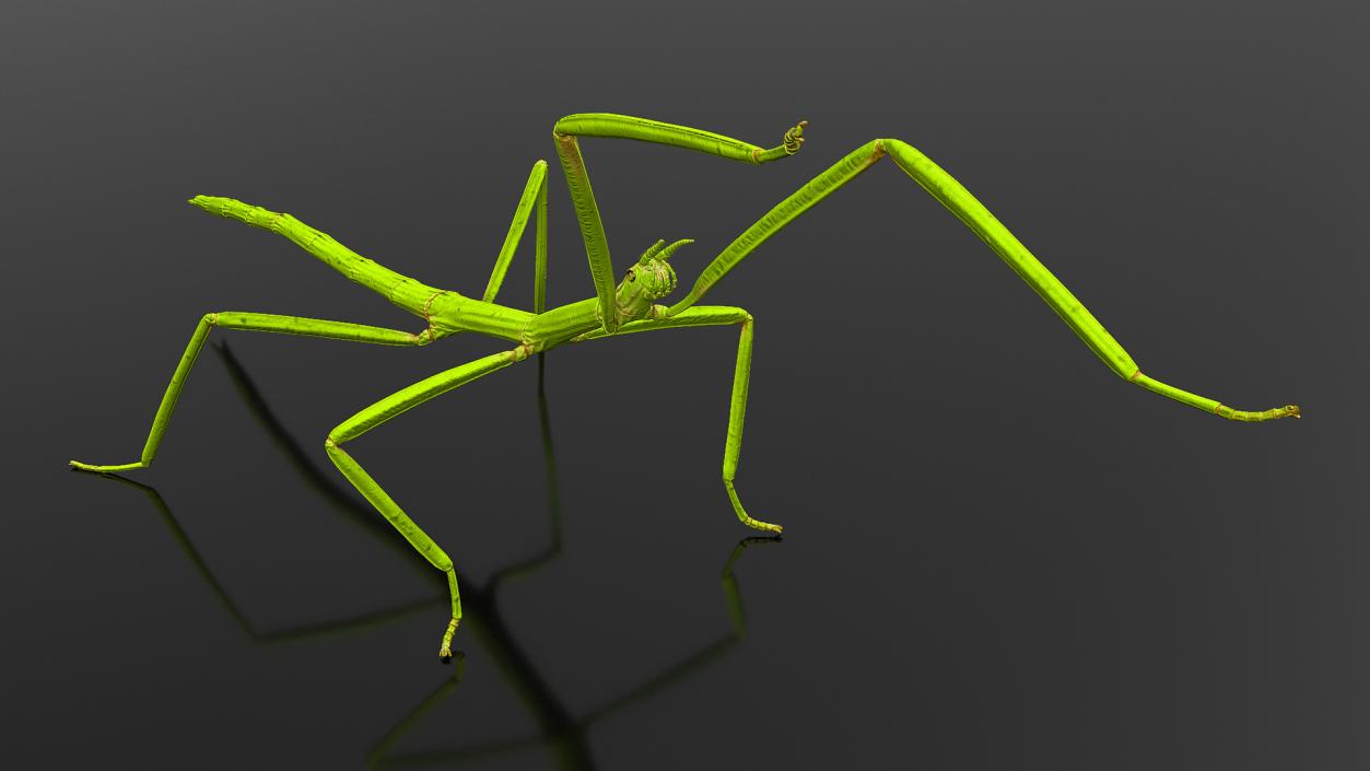 3D model Stick Insect Green Attack Pose