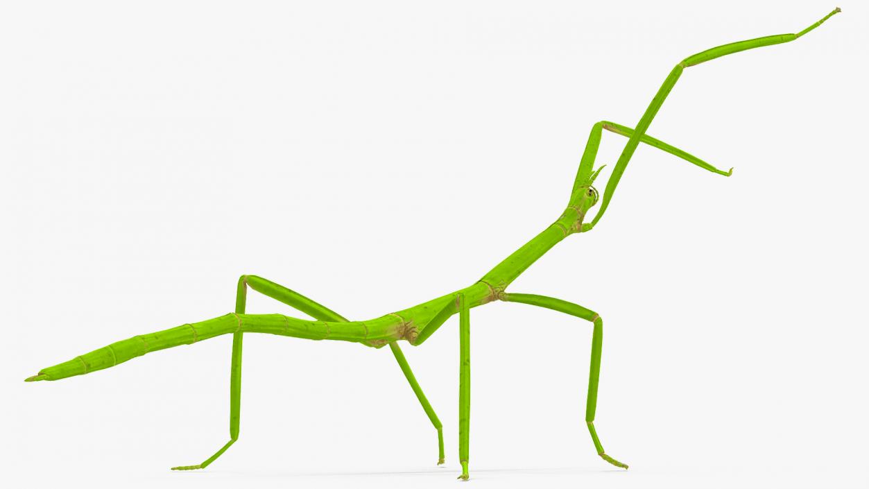 3D model Stick Insect Green Attack Pose