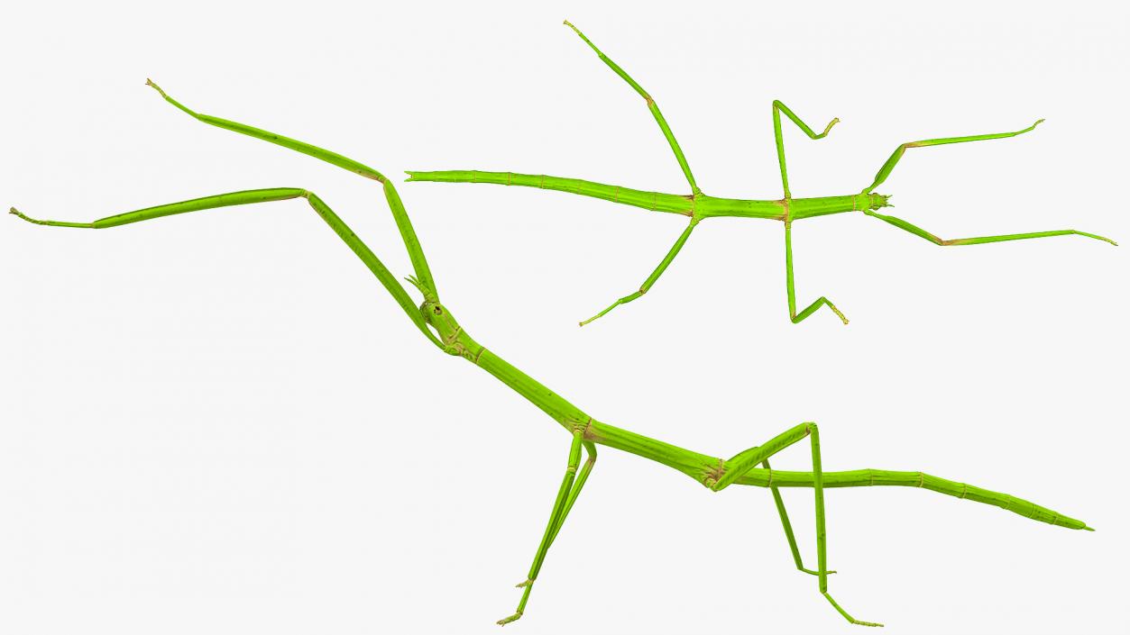 3D model Stick Insect Green Attack Pose