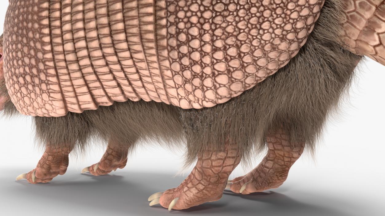 Armadillo Pink Fur Rigged 2 3D