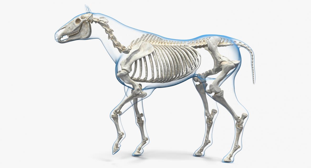 3D Horse and Skeleton Rigged Collection