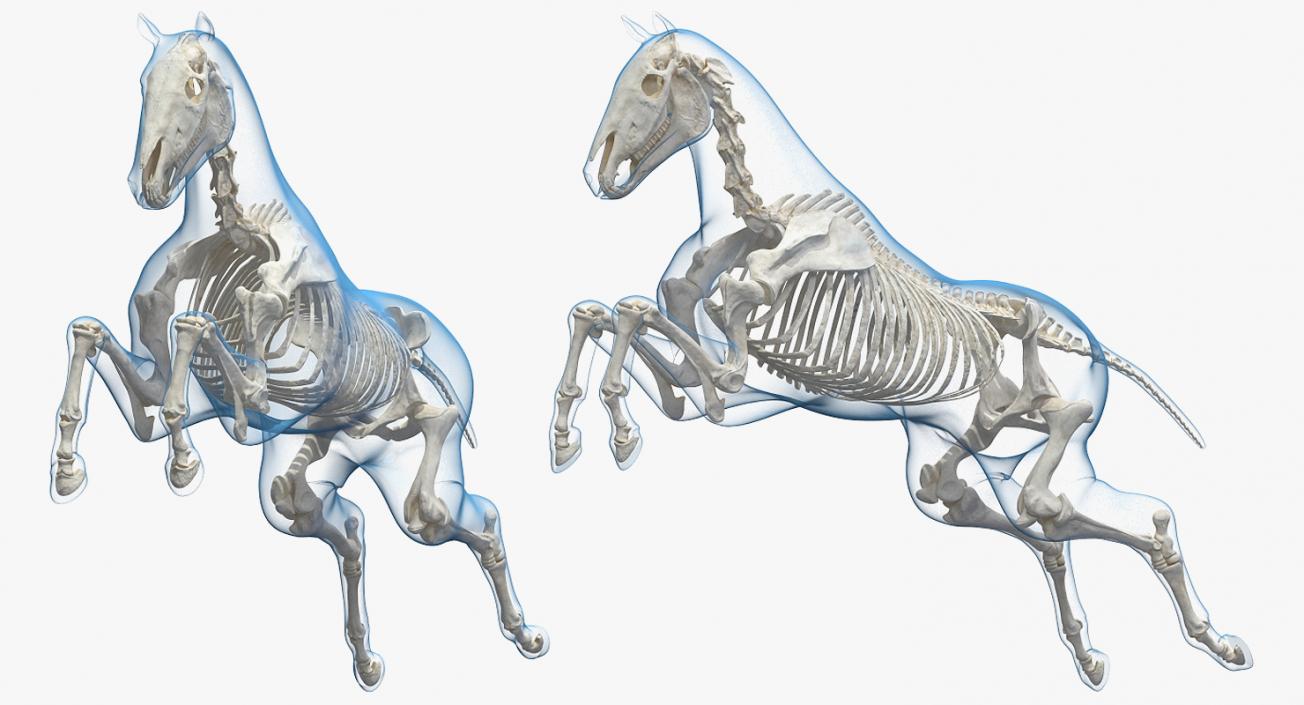 3D Horse and Skeleton Rigged Collection