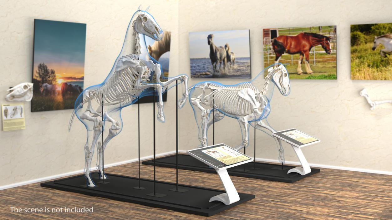 3D Horse and Skeleton Rigged Collection