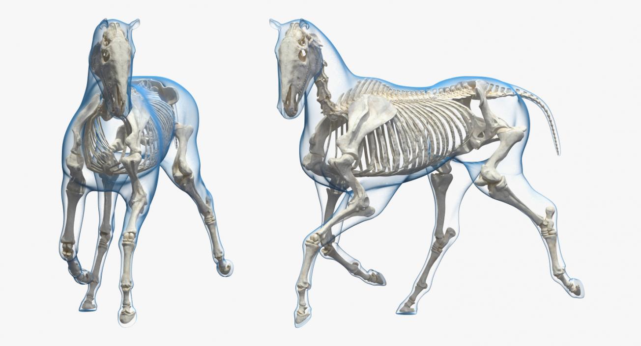 3D Horse and Skeleton Rigged Collection