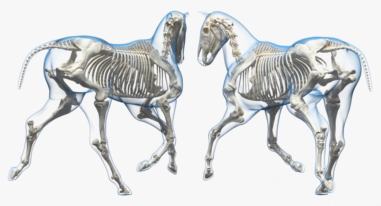 3D Horse and Skeleton Rigged Collection