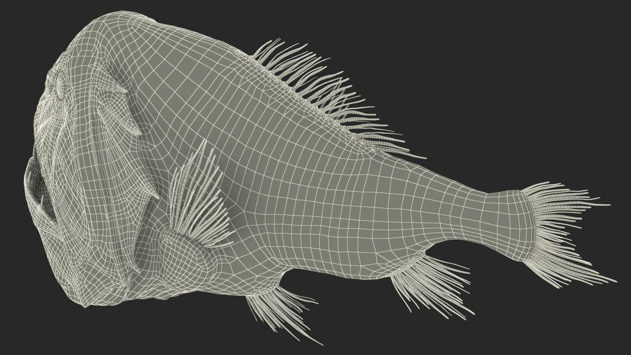 3D Common Fangtooth Fish