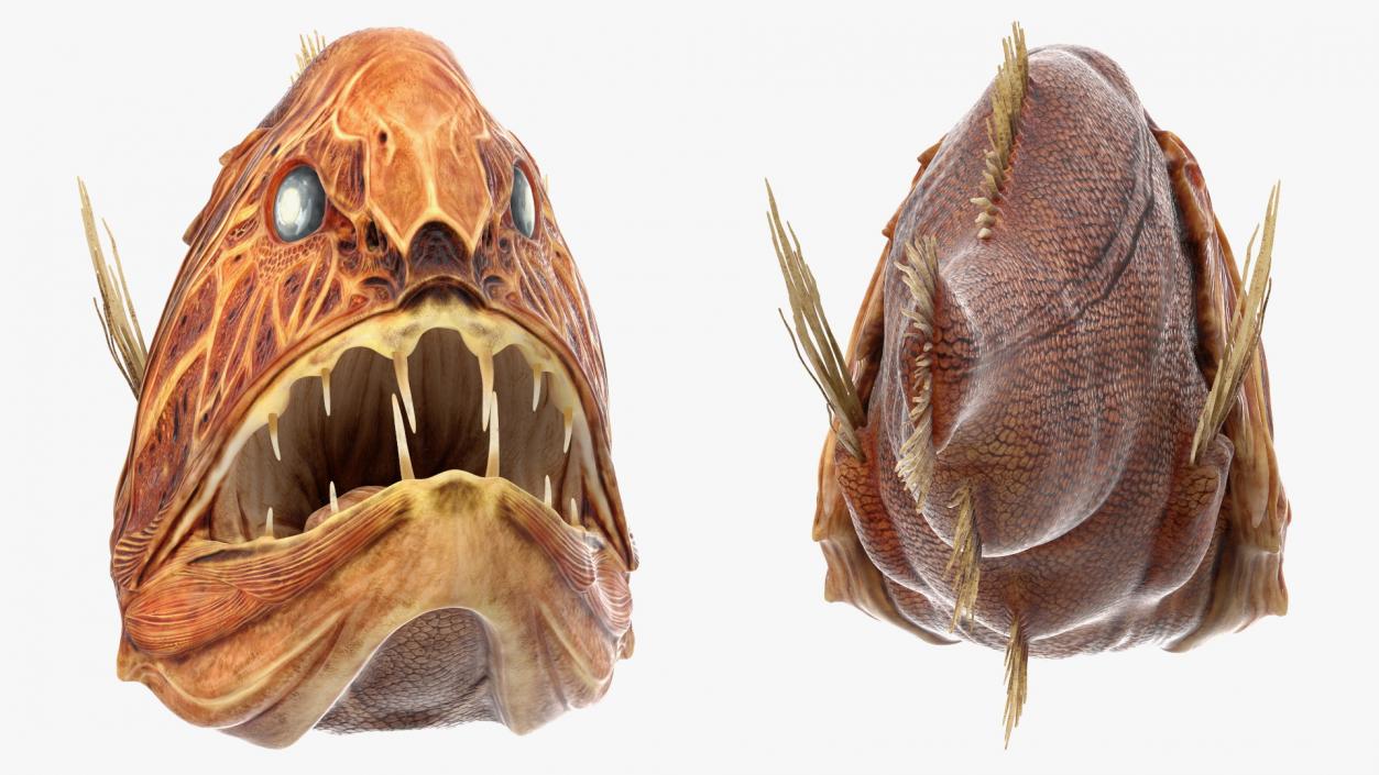 3D Common Fangtooth Fish