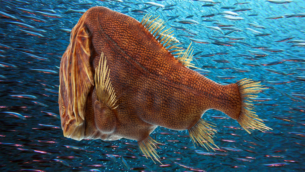 3D Common Fangtooth Fish