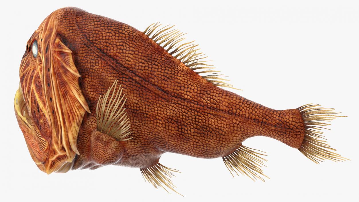 3D Common Fangtooth Fish