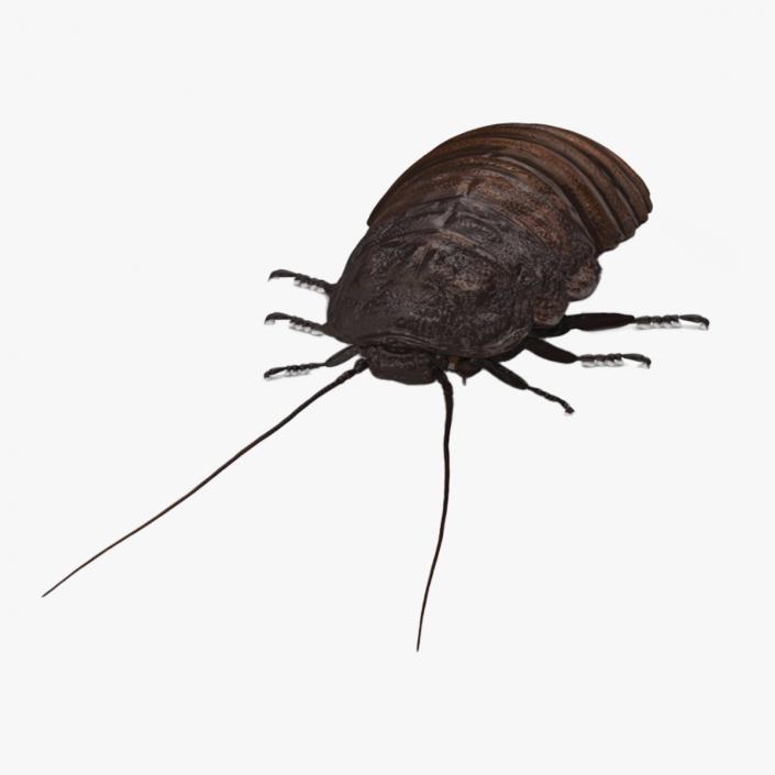 3D Wood Feeding Cockroach Rigged for Cinema 4D model