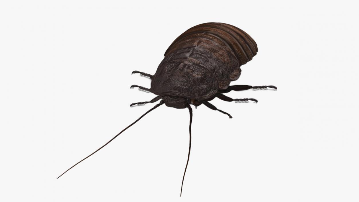 3D Wood Feeding Cockroach Rigged for Cinema 4D model