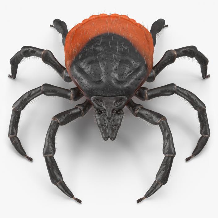 3D model Tick Fur