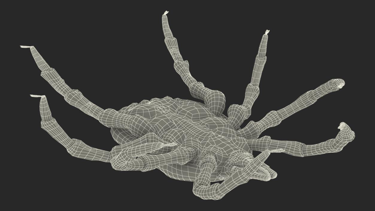 3D model Tick Fur